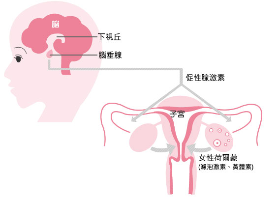 女性性腺位置图片