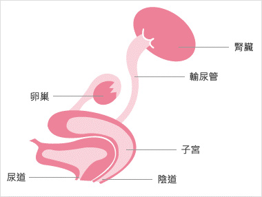 尿道的構造