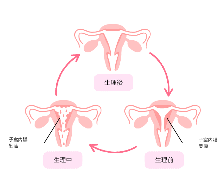 認識生理週期原理 了解更多有關生理期的事 蘇菲衛生棉