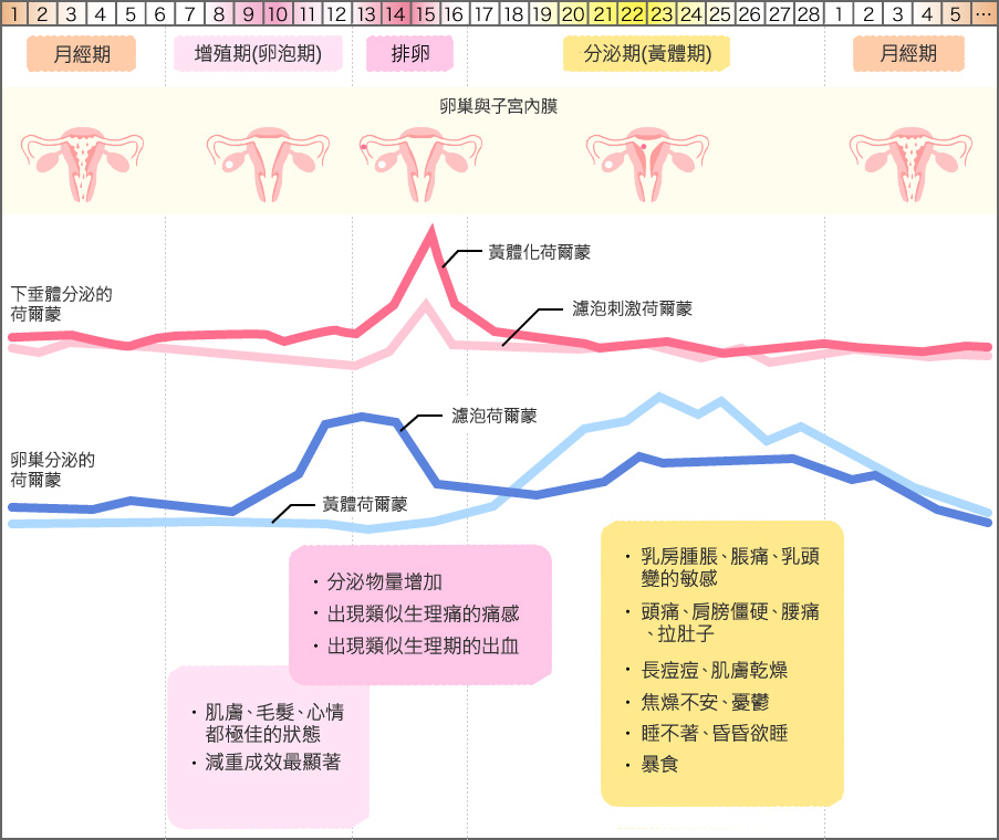 認識生理週期原理 了解更多有關生理期的事 蘇菲衛生棉