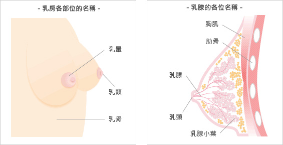 乳房の各部名称